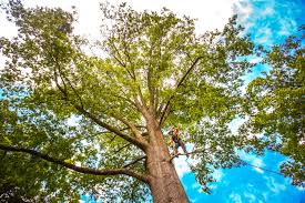 Best Storm Damage Tree Cleanup  in Walkertown, NC